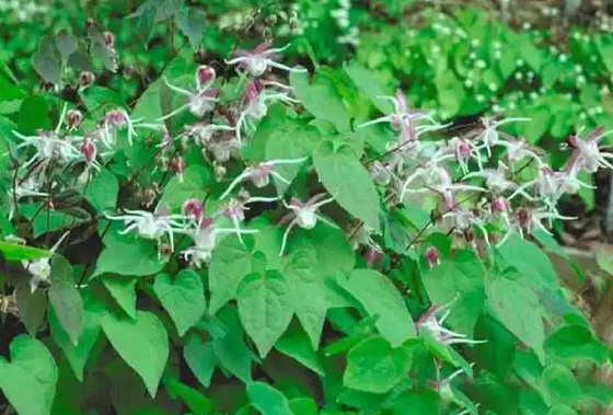 Коллаген биотина метки частного назначения падает OEM недели козы Epimedium роговой